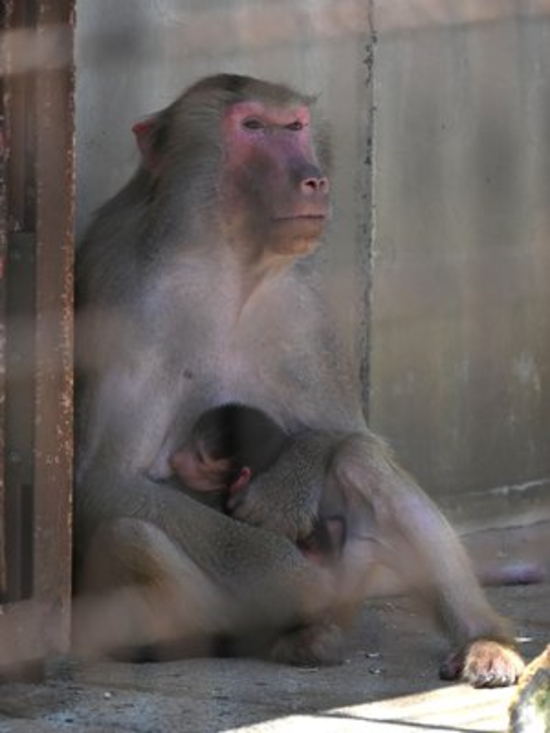 愛媛県立とべ動物園 マントヒヒの赤ちゃん